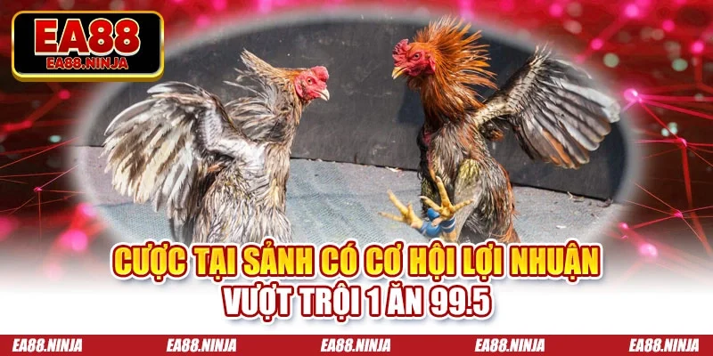 Cược tại sảnh có cơ hội lợi nhuận vượt trội 1 ăn 99.5