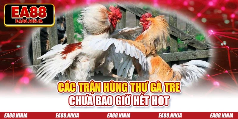 Các trận hùng thư gà tre chưa bao giờ hết hot