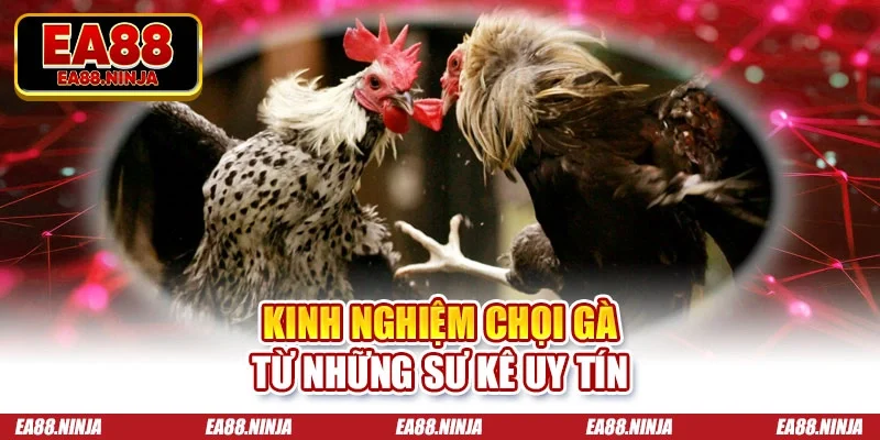 Kinh nghiệm chọi gà từ những sư kê uy tín