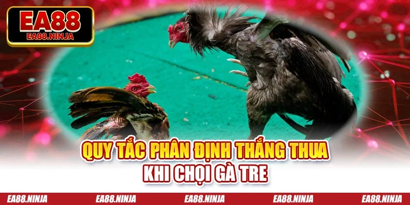 Quy tắc phân định thắng thua khi chọi gà tre