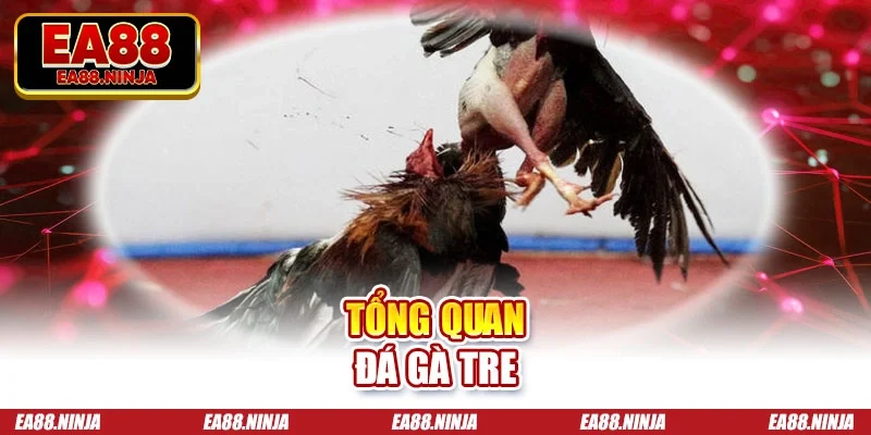 Tổng quan đá gà tre